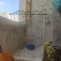 قفس