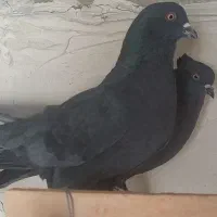 کبوتر پرشی|پرنده|آران و بیدگل, |دیوار