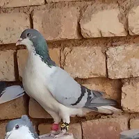 ی جفت دمگیر سینه پاک