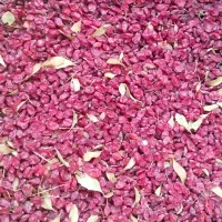 زرشک باد کش