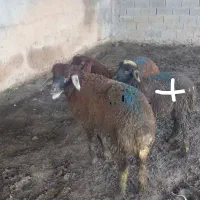 حراج واقعی عید قربان.