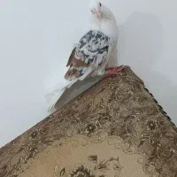 این کبوتر کمشده