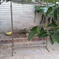 دار قالی