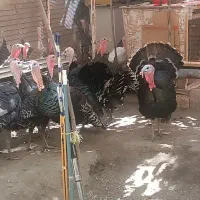 بوقلمون های ارگانیک سالم...