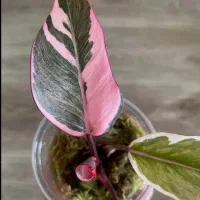 گلهای کلکسیونی