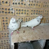 جفت‌کفتر‌تهرانی|پرنده|مشهد, کشف|دیوار