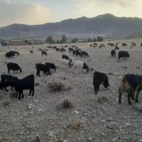 بز ترکی