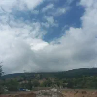 کودگوسفندی.تازه و پوسیده