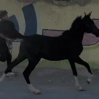اسب سیاه رازی از تاریخ در چشمان اسب نهفته است