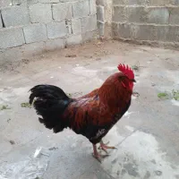 خروس جوان و خوشرنگ در کاکی
