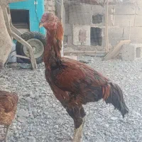 فروشی|حیوانات مزرعه|فنوج, |دیوار