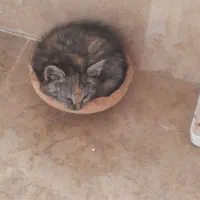بچه گربه ملوس و دوست داشتنی