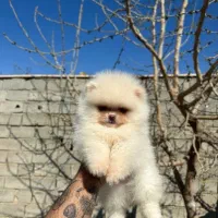 پامر / سامویید /پودل / چاوچاو / شیتزو