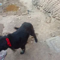 لاس|سگ|بروجن, |دیوار