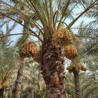 خرما و خارک درجه یک آبادان|خوردنی و آشامیدنی|تهران, مرزداران|دیوار