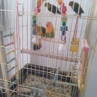 کوتوله بریزیلی