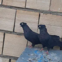 کبوتر زاغ آبادانی چشم نوک سفید|پرنده|قم, نیروگاه|دیوار