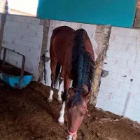 اسب نژاد ترکمن