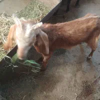بز‌غاله‌ماده