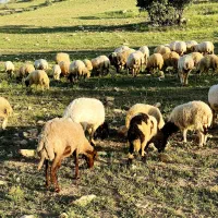 فروش ۳۸ راس گوسفند با بره