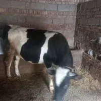 گوساله چاق سرکدار بدون شکم