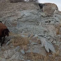 سگ سرابی گله ماده|سگ|سراب, |دیوار