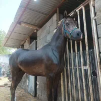 کره نریان دوسر عرب فروش|حیوانات مزرعه|خلجستان, |دیوار