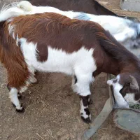 بزغاله نر و ماده|حیوانات مزرعه|گنبد کاووس, |دیوار