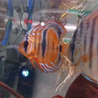 دیسکس هکل|ماهی|کرج, خرمدشت|دیوار