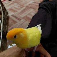 طوطی برزیلی|پرنده|راهگان, |دیوار