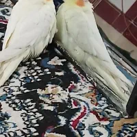 عروس هلندی گمشده