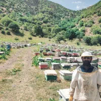 زنبور ۷ ، ۸ و الا ۹ قاب جنوب ،آماده بچه گیری