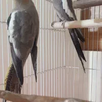 عروس هلندی جفت|پرنده|تهران, شهرک رضویه|دیوار