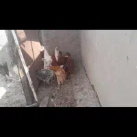 جوجه محلی|حیوانات مزرعه|شیراز, شهرک مهدی‌آباد|دیوار
