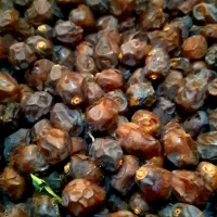 خرمای گنتار محصول امسال باغ|خوردنی و آشامیدنی|شیراز, باغ تخت|دیوار