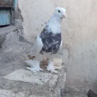 کفتر یا کبوتر