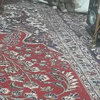 گربه واگذاری