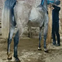 مادیان
