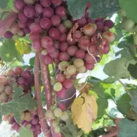 ویلا باغ ۳۰۰۰م۶دانگ تک برگ+دامداری باپروانه۱۹۵راسی|فروش خانه و ویلا|قم, نیروگاه|دیوار