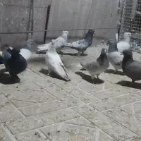 کفتر سینه سبز و سوسنی و دم سفید و دمبی و ابی|پرنده|صدرا-فارس, فاز ۲|دیوار