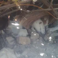 سگ نر و ماده شیری