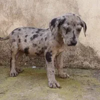 توله‌سگ گریت‌دین اصیل فوق‌العاده درشت و سالم|سگ|رشت, حومه رشت|دیوار