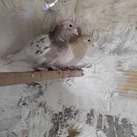دو عدد کبوتر پرشی زردی و سرور نر و ماده خارجی