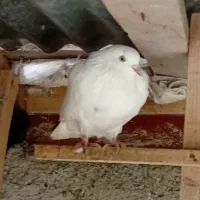 کبوتر|پرنده|رشت, احمد گوراب|دیوار