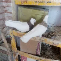 دهاقان ،کبوتر طوقی|پرنده|دهاقان, |دیوار