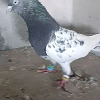 کله سیاه