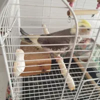 عروس هلندی ماده|پرنده|ری, فیروزآباد|دیوار