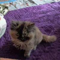 بچه گربه دوماه نژاد بریتیش ماده