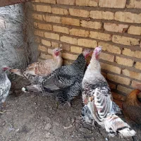 سلام  یک عدد کره گیر بفروش مرسد