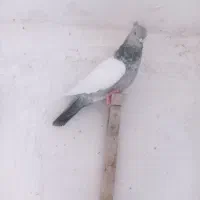 سینه|پرنده|شیراز, کفترک|دیوار
